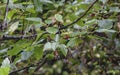 New Zealand`s Red-crowned parakeet or kakariki in the bush of Ulva Island of bigger Stewart Island, New Zealand.